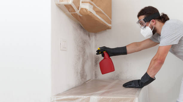 Professional Mold Removal technician working in Roebling, NJ