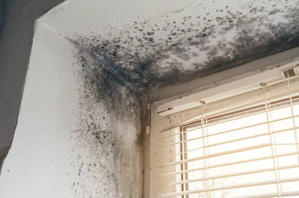 Affordable Mold Removal solutions in Roebling, NJ
